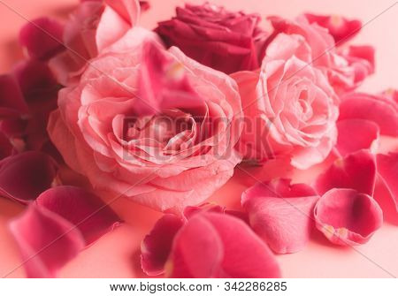 Close-up Photograph Of Pink Rose Buds. Stock Photo For A Card.