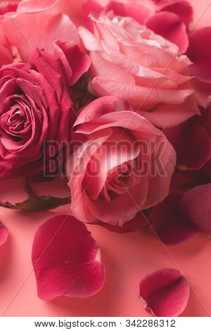 Close-up Photograph Of Pink Rose Buds. Stock Photo For A Card.