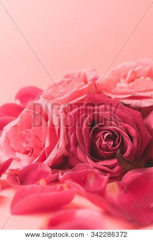 Close-up Photograph Of Pink Rose Buds. Stock Photo For A Card.