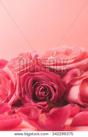 Close-up Photograph Of Pink Rose Buds. Stock Photo For A Card.