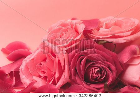 Close-up Photograph Of Pink Rose Buds. Stock Photo For A Card.