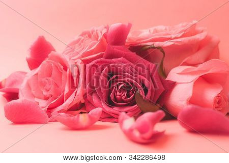 Close-up Photograph Of Pink Rose Buds. Stock Photo For A Card.