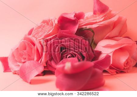 Close-up Photograph Of Pink Rose Buds. Stock Photo For A Card.