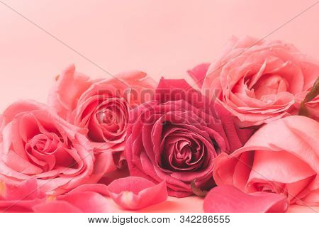 Close-up Photograph Of Pink Rose Buds. Stock Photo For A Card.