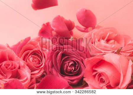 Close-up Photograph Of Pink Rose Buds. Stock Photo For A Card.