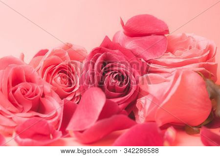 Close-up Photograph Of Pink Rose Buds. Stock Photo For A Card.