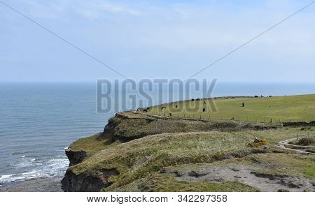 Lovely Cow Pasture In North Yorkshire England On Top Of Sea Cliffs.