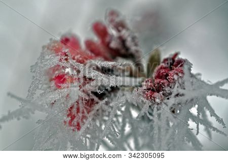 Hoarfrost On A Plant Wiht Red Berries