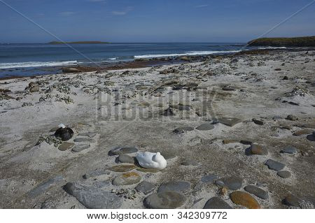 Pair Of Kelp Geese (chloephaga Hybrida Malvinarum) On The Rocky Coast Of Sea Lion Island In The Falk