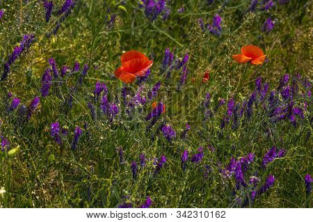 Meadow With Wildflowers - Red Poppies And Purple Vicia Cracca Or Cow Vetch Flowers And Green Grass. 