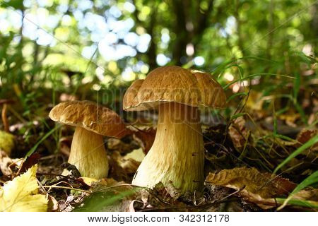 In The Deciduous Wood Among The Fallen-down Brown Foliage And A Green Grass Two Beautiful Cepes Grew