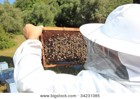 apicultor com colônia de abelhas