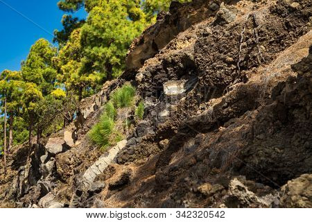A small fir-tree is growing on the mountainside. Tenerife island. Spain