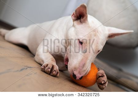 White Bull Terrier Plays With The Ball Indoors