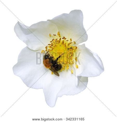 White Flower Of Dog-rose With A Bee On It. Isolate On White Background. Rosa Spinosissima