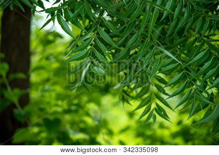 Azadirachta Indica - A Branch Of Neem Tree Leaves. Natural Medicine.