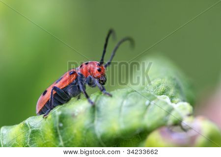 Červená Milkweed brouk