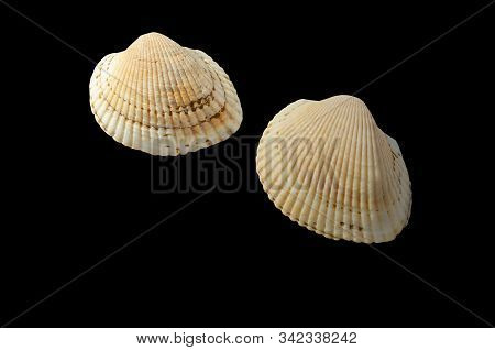 Seashells, Mexican Kups Isolate On A Black Background