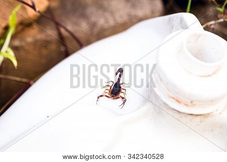 Tityus Bahiensis, Also Known As Black Scorpion, Is A Species Of Scorpion From Eastern And Central Br