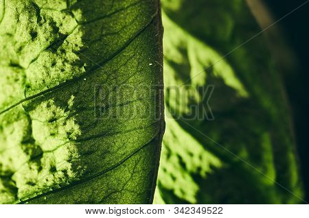 Dead Dry Coffee Plant Leaves. Macro. Structure Of Leaves. Veins, Midribs. Dust Particles On Plant