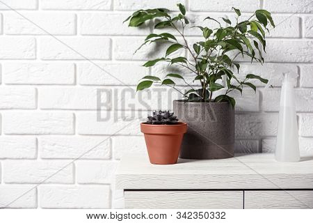 Beautiful Plants And Spray Bottle On Chest Of Drawers Near Brick Wall At Home. Space For Text