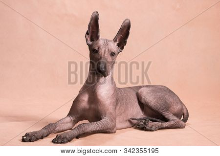 Xolo Dog Breed (xoloitzcuintle, Mexican Hairless) Lies On A Beige Background