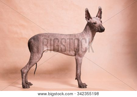 Xolo Dog Breed (xoloitzcuintle, Mexican Hairless) Stands On A Beige Background