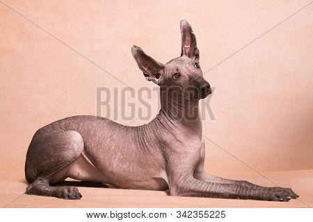 Xolo Dog Breed (xoloitzcuintle, Mexican Hairless) On A Beige Background, Lying - 3
