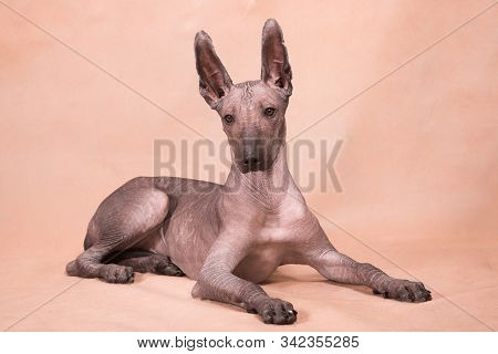 Xolo Dog Breed (xoloitzcuintle, Mexican Hairless) On A Beige Background, Lying