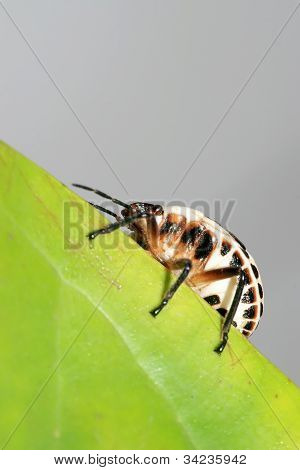 Stinkbug