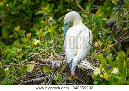 Red-footed Booby Sula Sula Bird In Natral Habitat