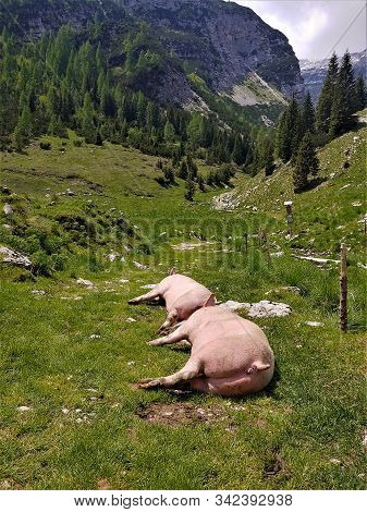 Two Pigs Lying On A Hiking Trail To Krn Lake Also Known As Krnsko Jezero In Slovenia