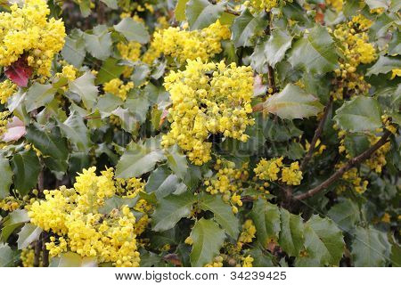 Kwitnienia Oregon winogron