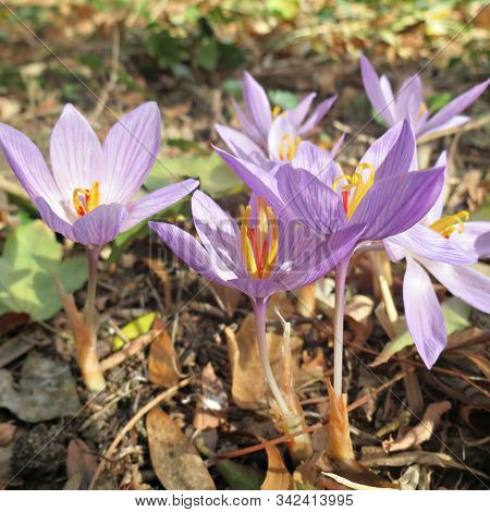 First Blooming Violet Crocuses In The Park. Blooming Spring Purple Flowers.
