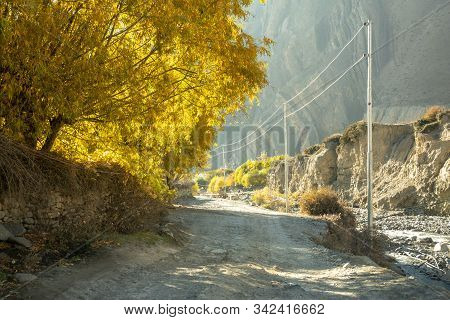 Dirt Road Lined With Yellow Trees