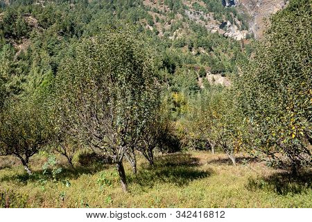 Mountain Apple Orchard