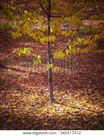 Amazing Light Reflected By The Yellow Leaves Of A Tree During Autumn In A Woodland