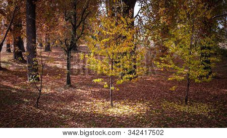 Amazing Light Reflected By The Yellow Leaves Of A Tree During Autumn In Kashmir
