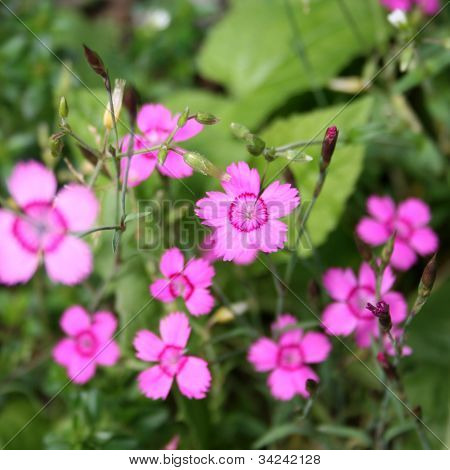 Dívčí růžové květy (Dianthus deltoides)