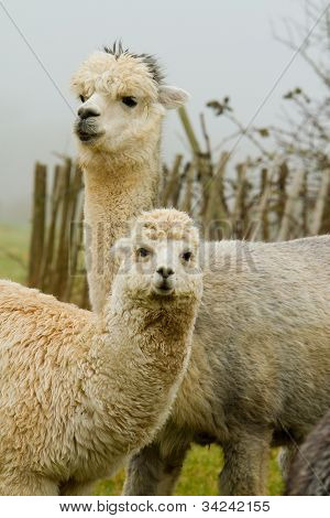 Un Alpaca mamma e bambino