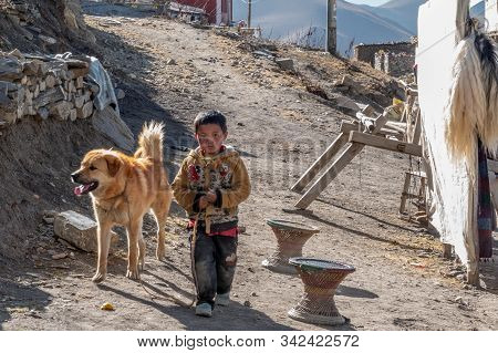 Boy And His Dogs In Nepal