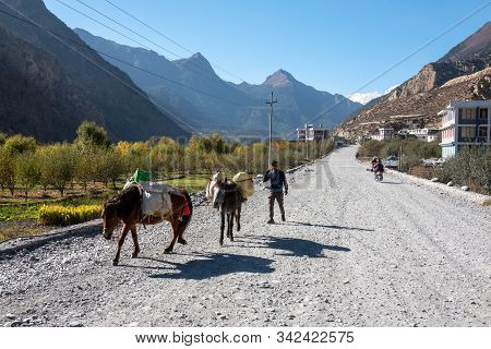 Man Following Pack Horses In The Mountains