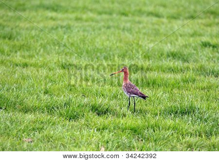 괭 Godwit, Limosa Limosa