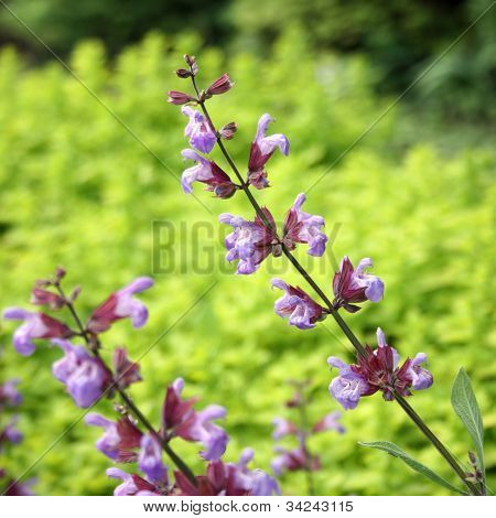 สวนปราชญ์ - Salvia officinalis