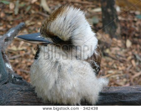 Kookaburra ridono