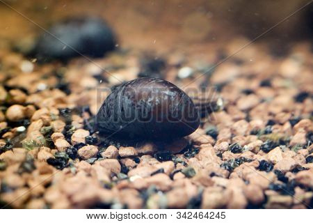 The Macro Of An Anthracite Limpet Neritina Pulligera In The Aquarium