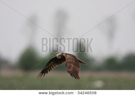 Western Marsh Harrier, Circus aeruginosus