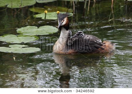 Great Crested Grebe