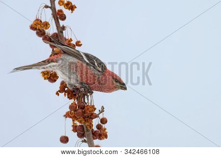 A Male Pine Grosbeak, Pinicola Enucleator, With Crabapples