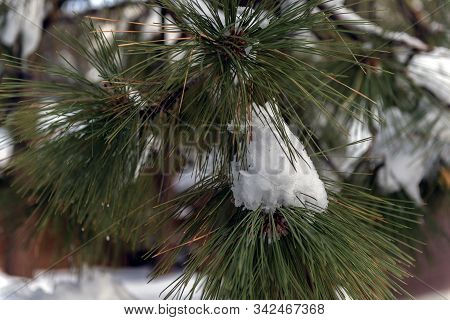 Frozen Snow Balls Remain Along The Branches And Pine Needles Of The Forrest Trees In The Rural Neigh